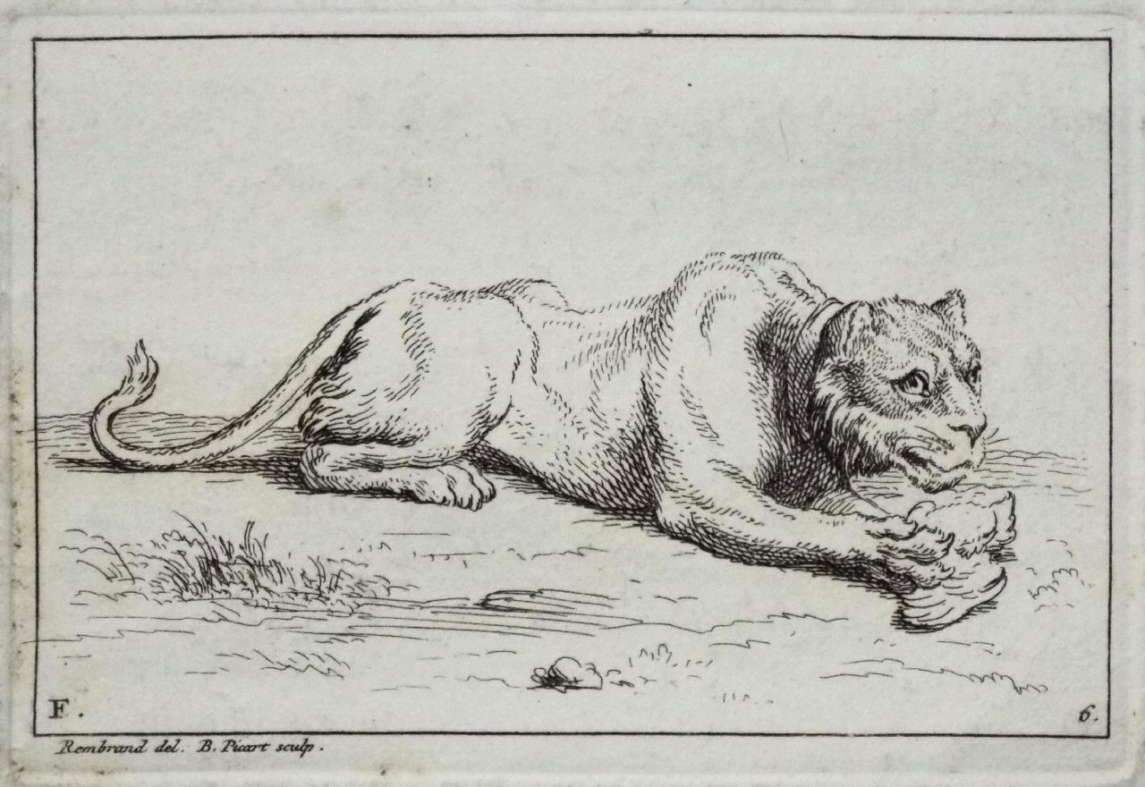 Etching - F. 6. Lion - Picart